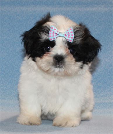 Precious Shih Tzu Female