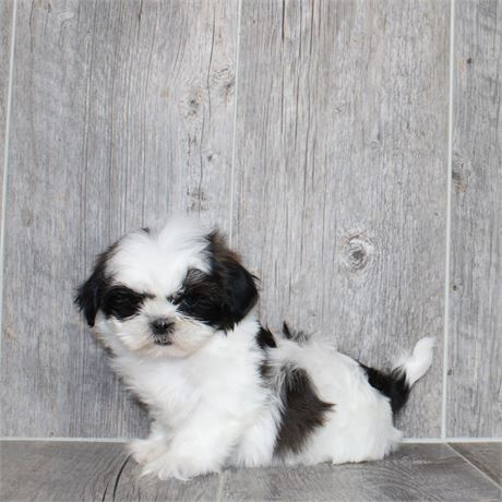 2617-02 Shih Tzu