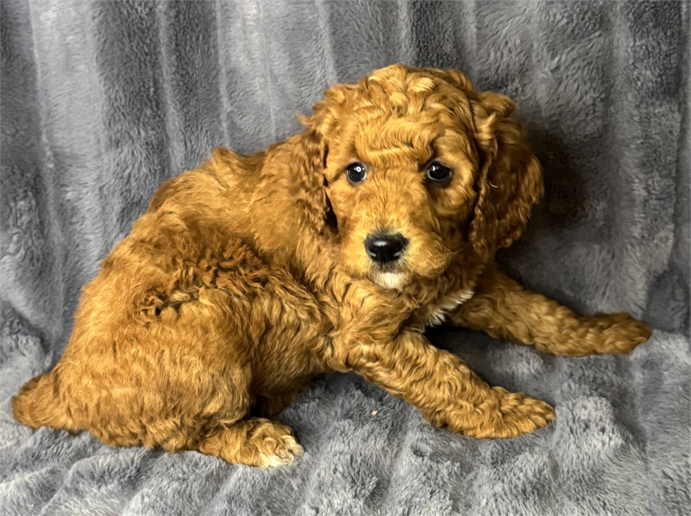 ACHC F1B Mini Goldendoodle