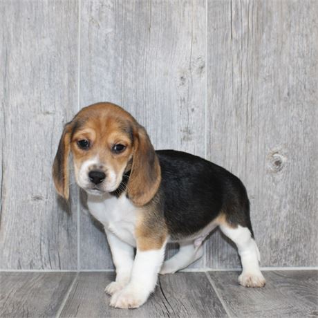 2614-04 Beagle