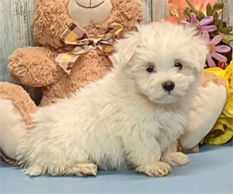 Male**Maltese**Kody**APRI**2 lbs. 5 oz. on Jan 19.