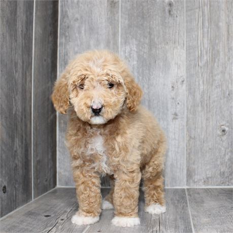 25332-01 Standard Poodle