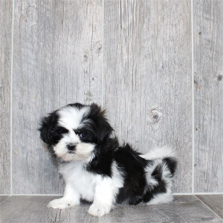 2617-04 Shih Tzu
