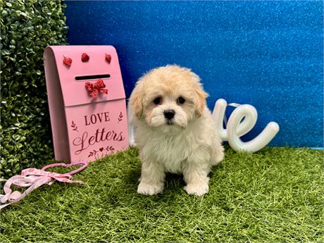 Male Maltipoo