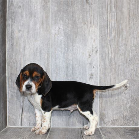 2614-09 Beagle