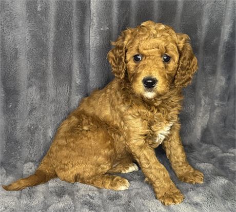 ACHC F1B Mini Goldendoodle