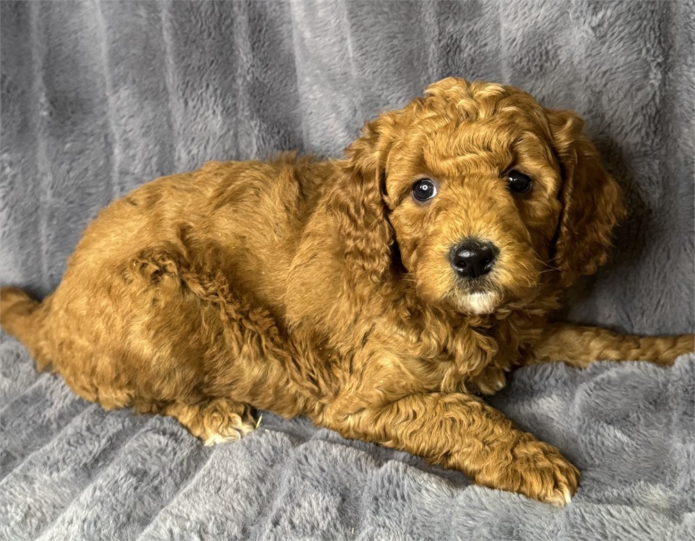 ACHC F1B Mini Goldendoodle