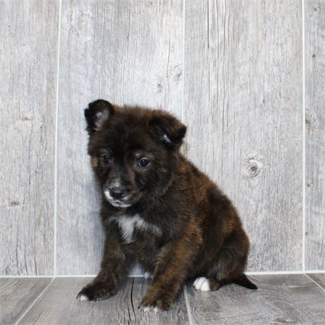 2613-04 Belgian Tervuren/Mountain Cur