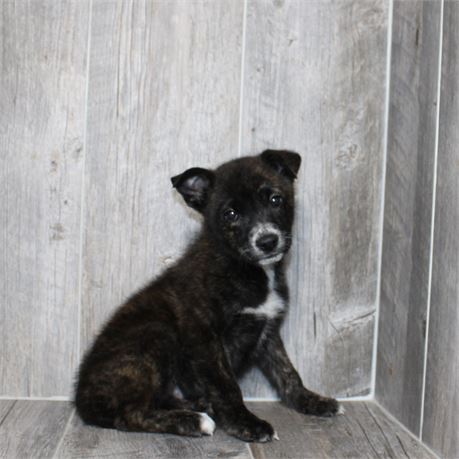 2613-05 Belgian Tervuren/Mountain Cur