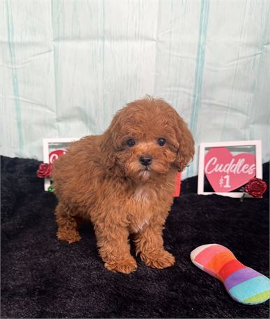 SUPER NICE LITTLE TOY POODLE (M)