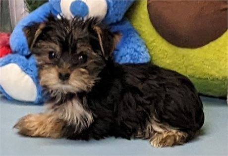 Female**Yorkie **Paula**APRI**2 lbs. on Jan 19.
