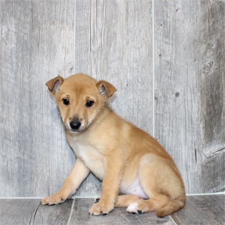 2613-07 Belgian Tervuren/Mountain Cur