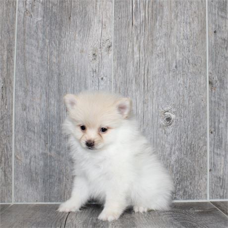 2619-01 Pomeranian