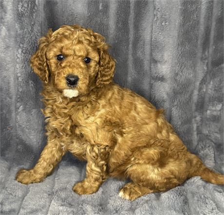 ACHC F1B Mini Goldendoodle