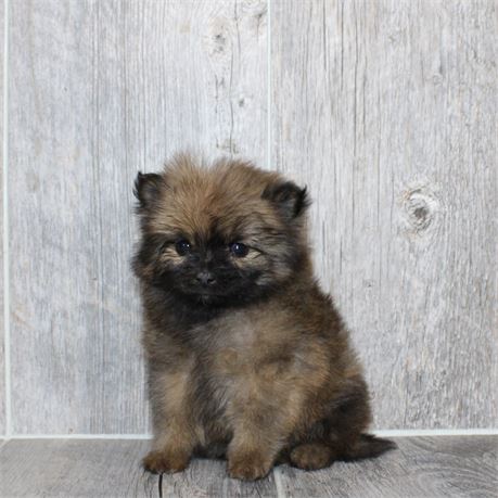 2618-01 Pomeranian
