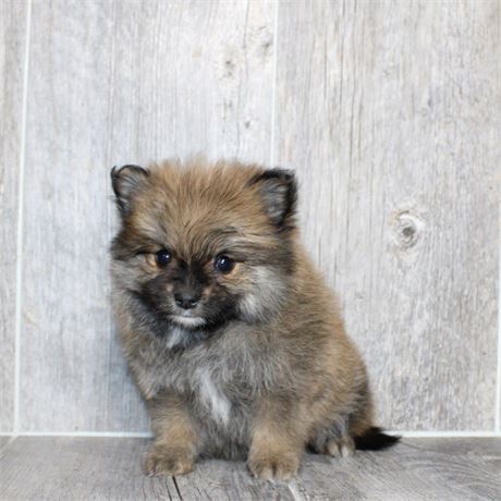 2618-02 Pomeranian