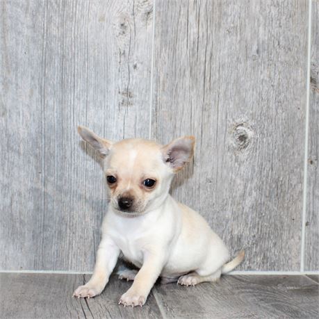 2615-05 Chihuahua