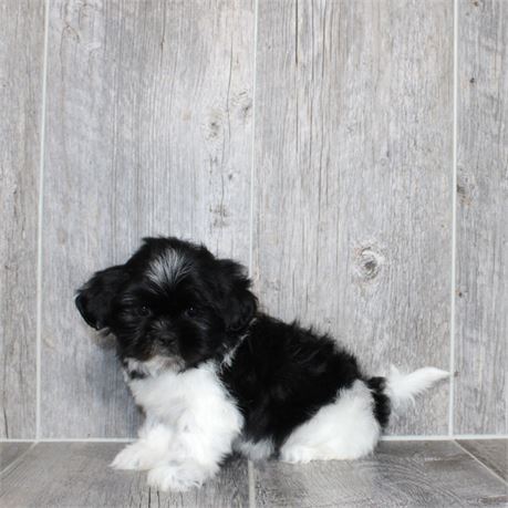 2617-01 Shih Tzu