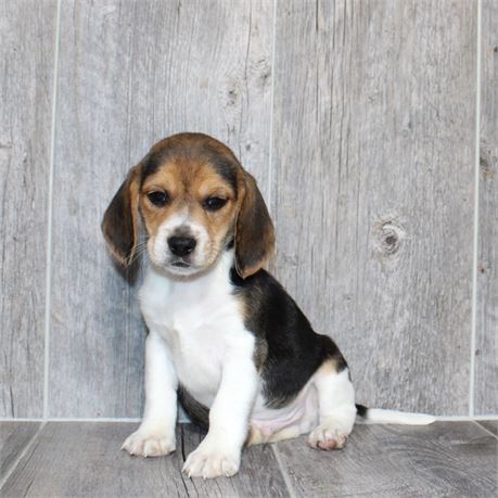 2614-03 Beagle