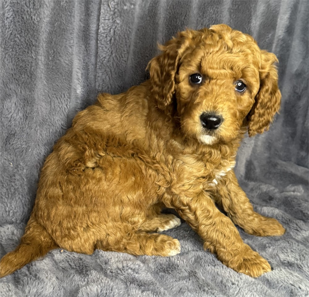 ACHC F1B Mini Goldendoodle
