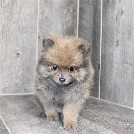 2619-02 Pomeranian