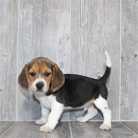 2614-07 Beagle