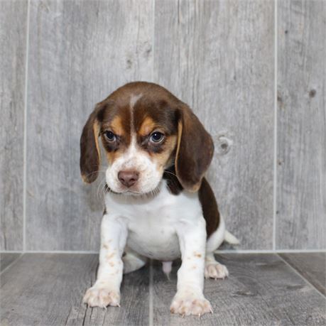 2614-01 Beagle