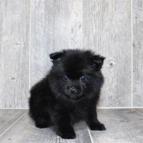 2619-03 Pomeranian