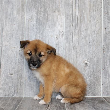2613-08 Belgian Tervuren/Mountain Cur