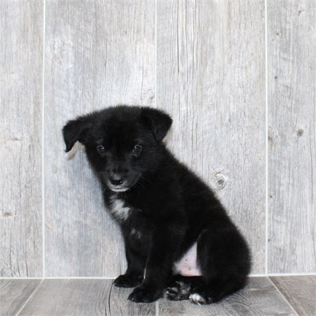 2613-01 Belgian Tervuren/Mountain Cur