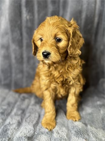 ACHC F1B Mini Goldendoodle