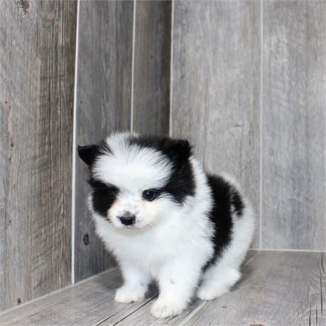 2618-03 Pomeranian