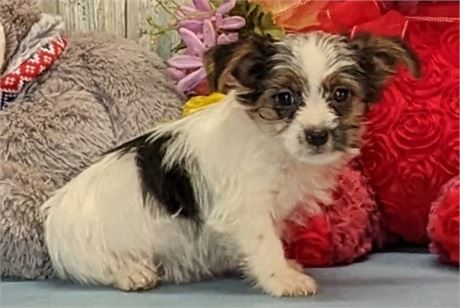 Male**Yorkie **Patrick**APRI**3 lbs. 4 oz. on Jan 19.