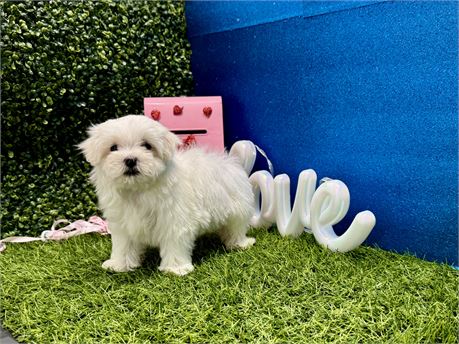 Male maltese