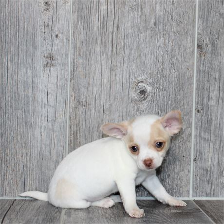 2615-01 Chihuahua