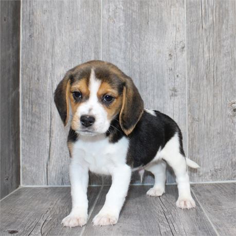 2614-02 Beagle