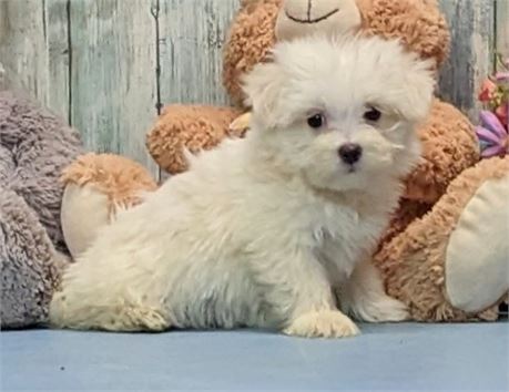 Male**Maltese**Kyson**APRI**2 lbs. 3 oz. on Jan 19.
