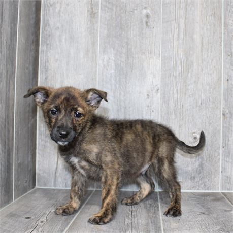 2613-03 Belgian Tervuren/Mountain Cur
