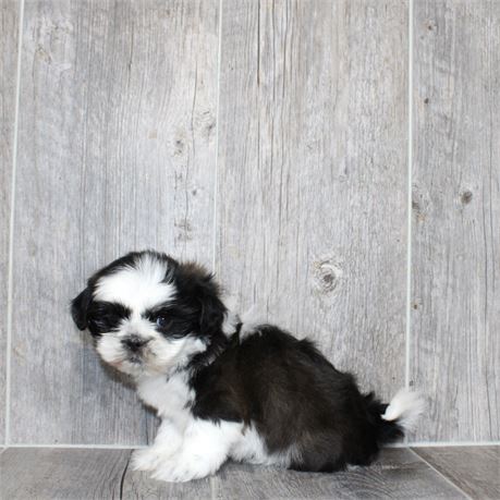 2617-03 Shih Tzu