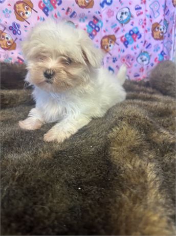 Gorgeous Male Maltese!
