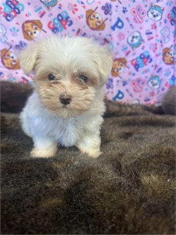Gorgeous Male Maltese! Tiny!