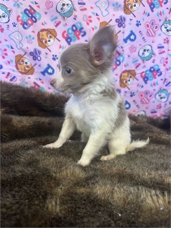 Isabella and White Parti Long Hair Male! Apple head!