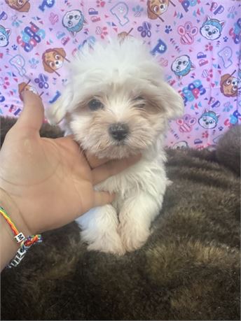 Gorgeous Male Maltese!