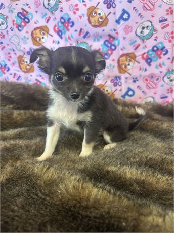 Black Tri Long Hair Male! Apple head!