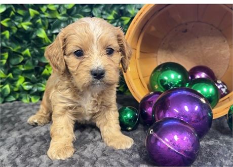 Gorgeous Male CavaPoo