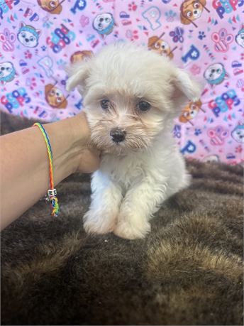 Gorgeous Male Maltese! Tiny!