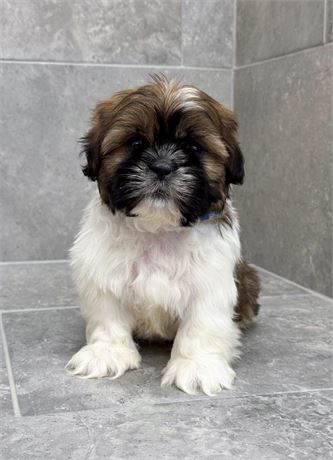 Shih tzu 2623-01