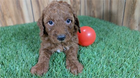 Red Mini Poodle Male