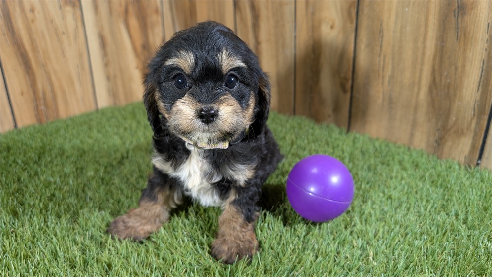 Female Cavapoo