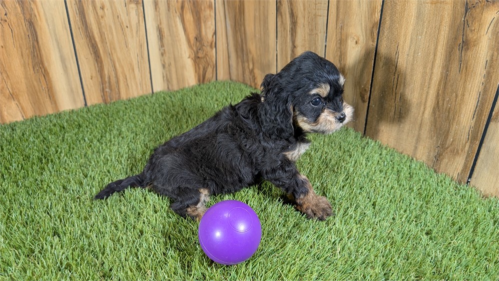 Female Cavapoo